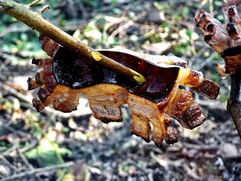 kołacz z boczkiem i cebulą, źródło: pixabay.com