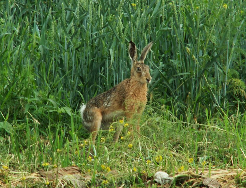 zając pieczony na polski sposób