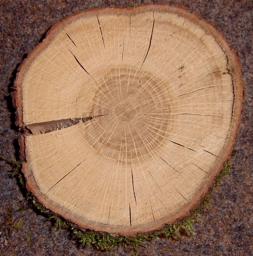 Quercus_robur_crosssection